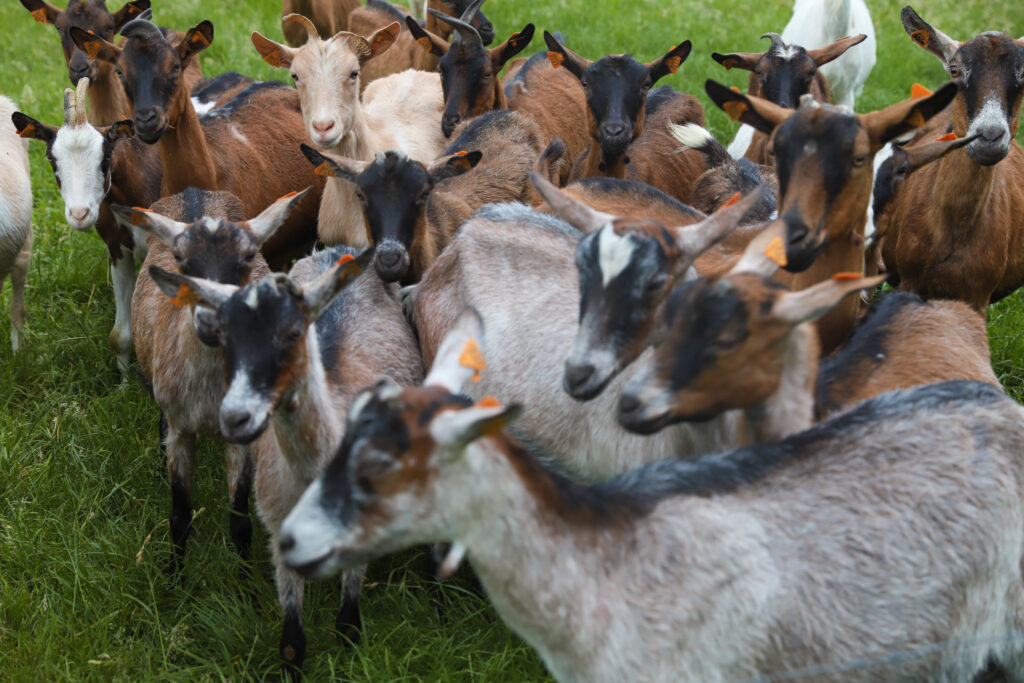 la chevre et le chou
