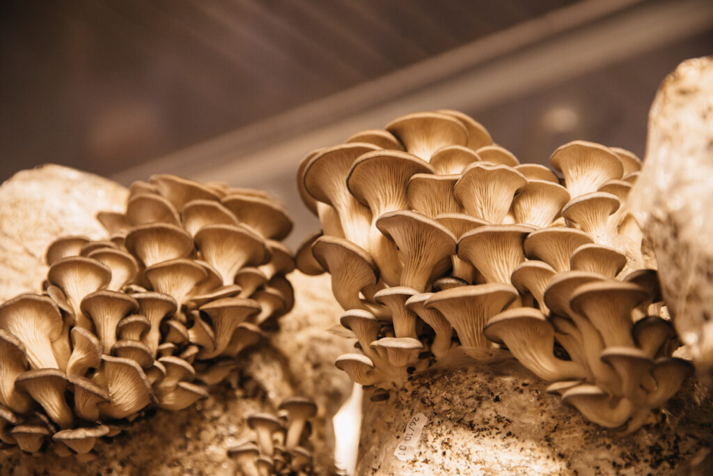 mycosphere
