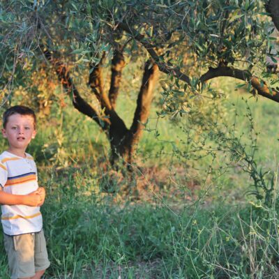 L’or vert: à la découverte des olives “ascolane”