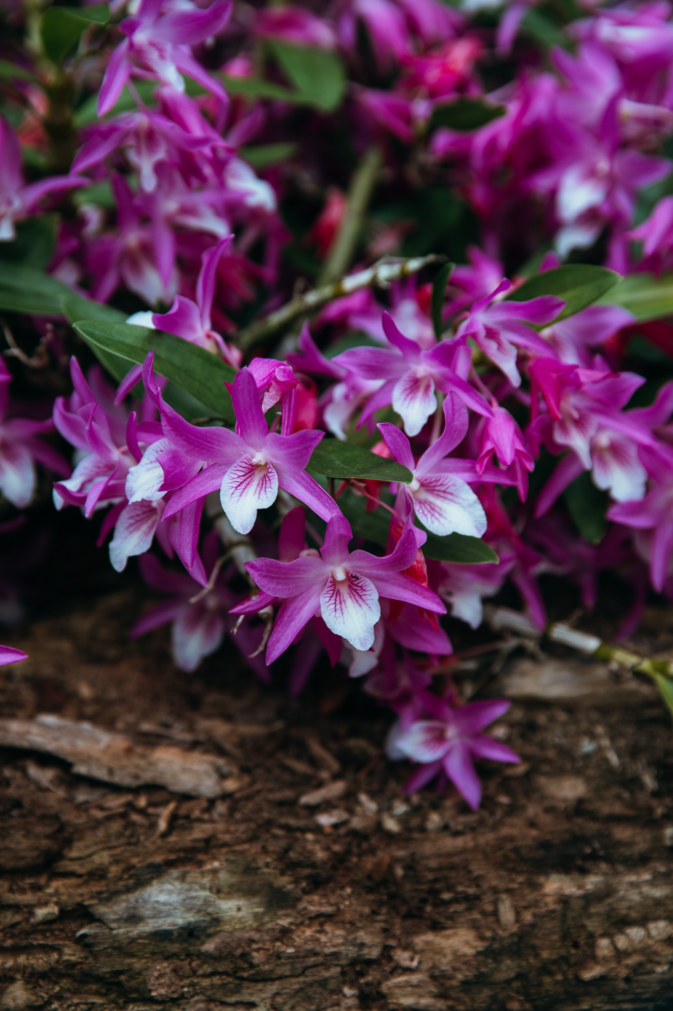 Dolomites au printemps monde des orchidées Lana