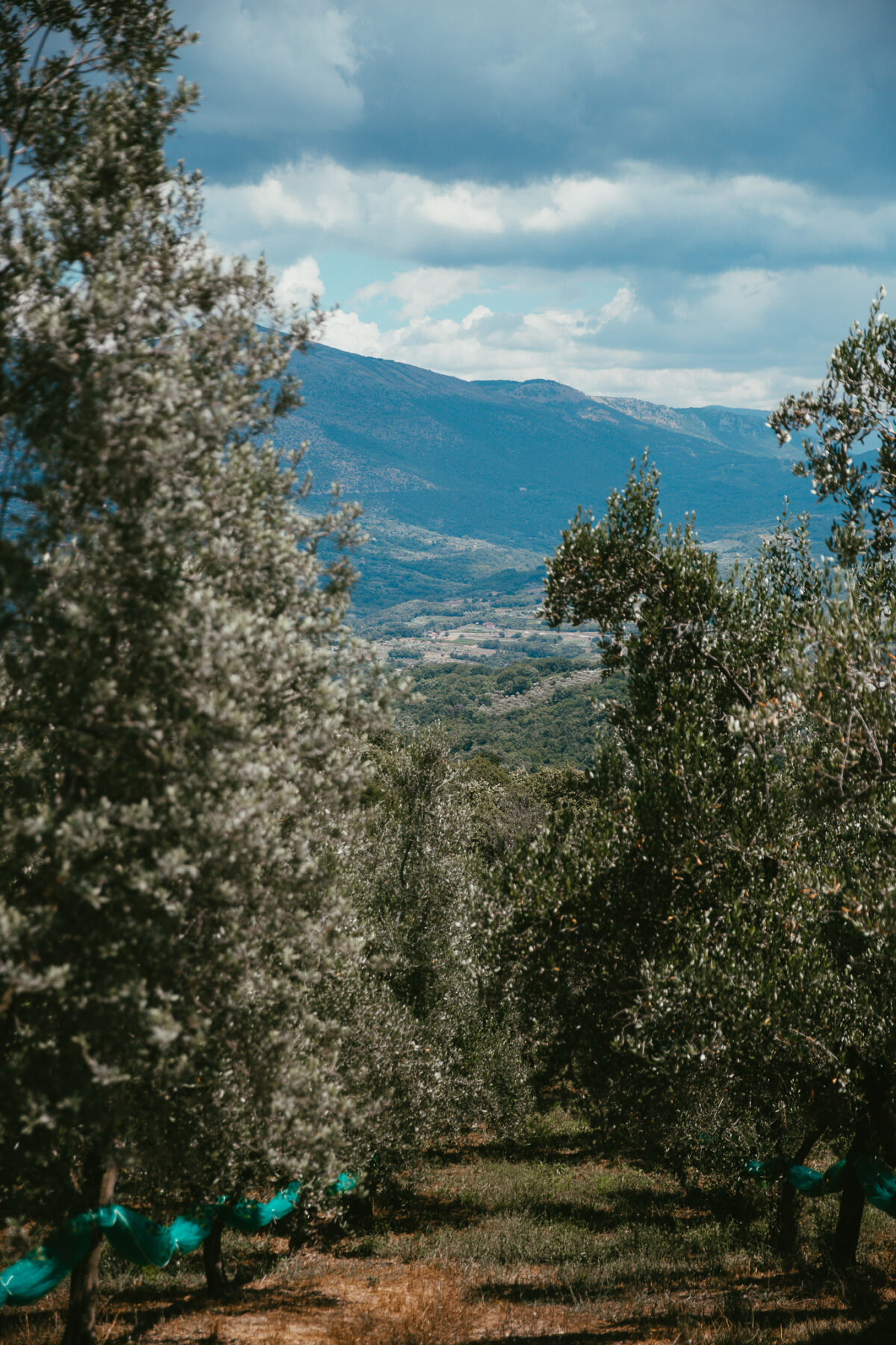 Cilento truffles