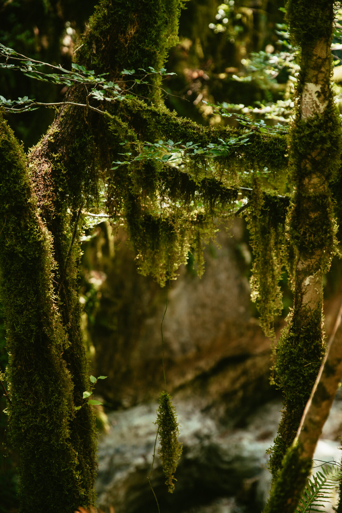 Oasis WWF Grottes du Bussento