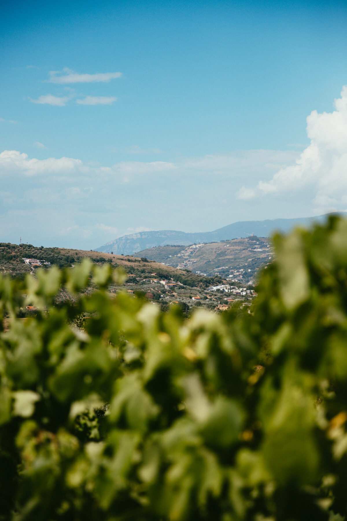 Tempa di Zoe producteur de vin Cilento