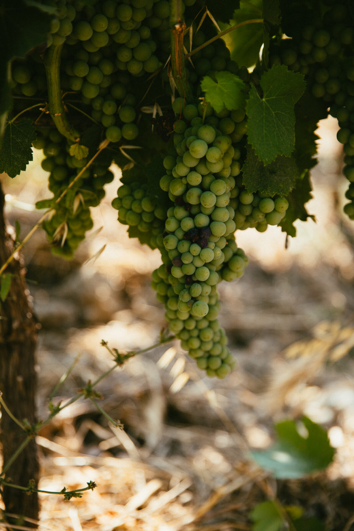 Tempa di Zoe producteur de vin Cilento