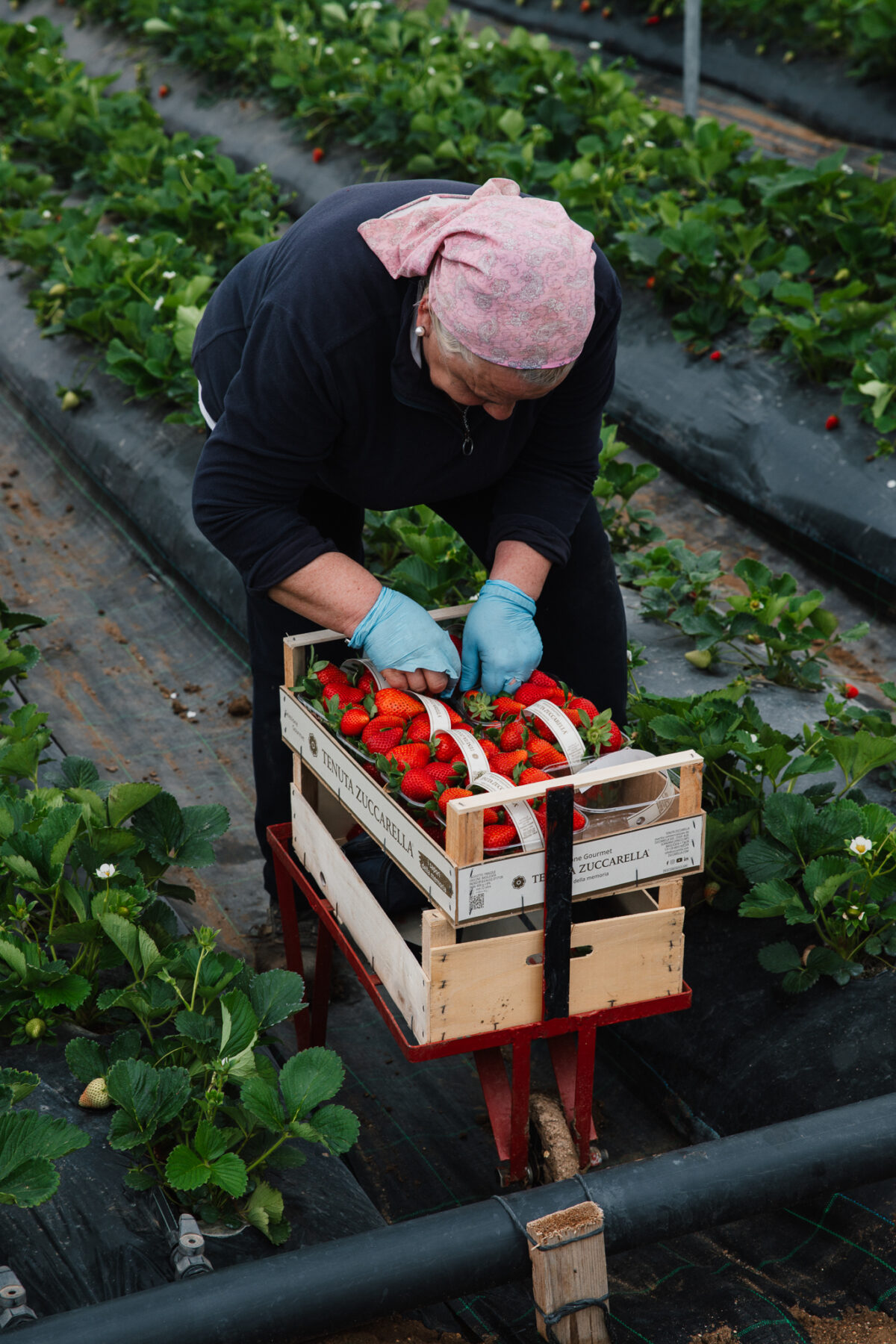 Fraises de Basilicate