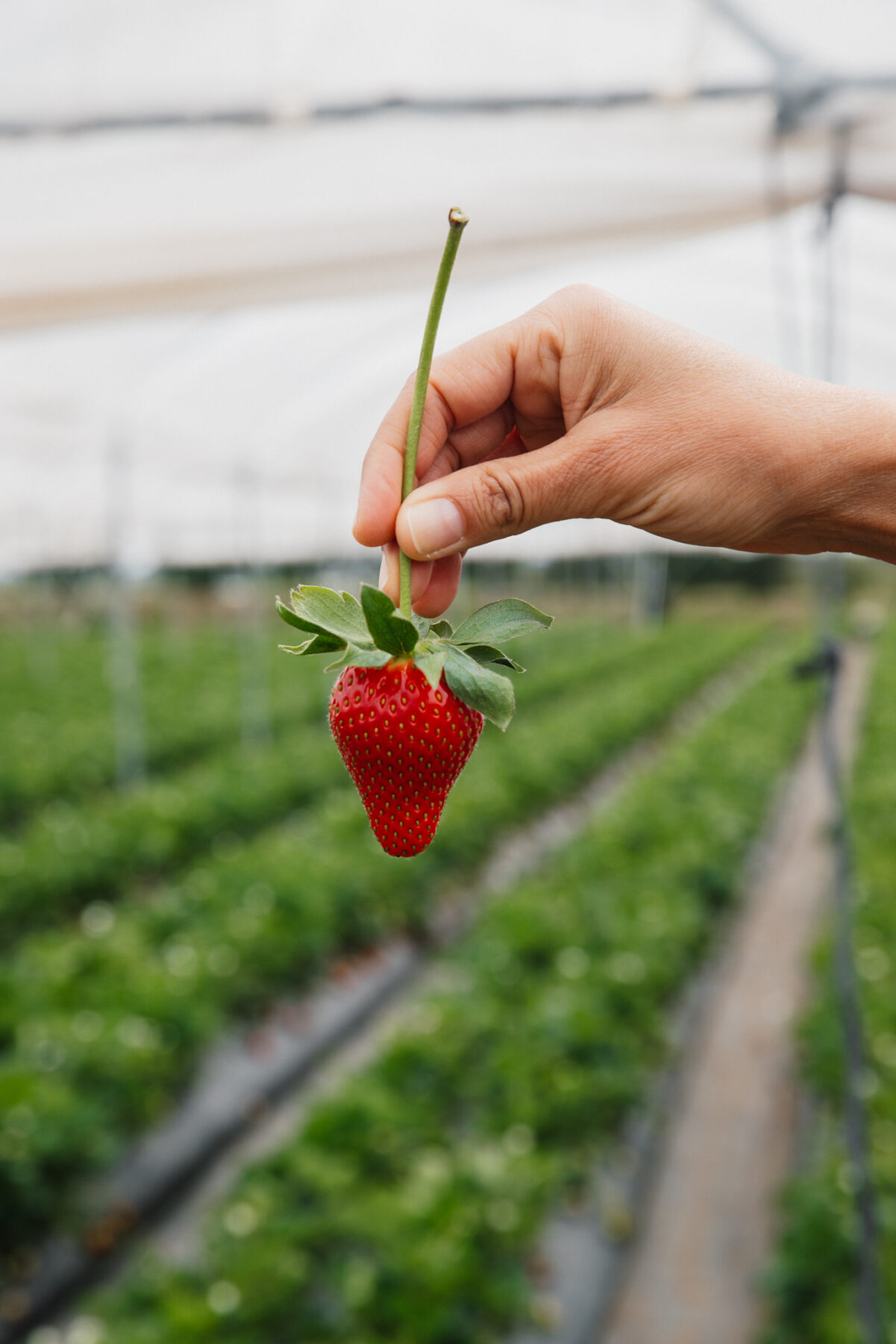 Fraises de Basilicate
