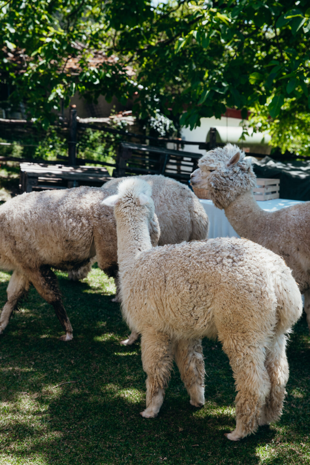 pique-nique avec des aplagas Alpaca Brado Mugello