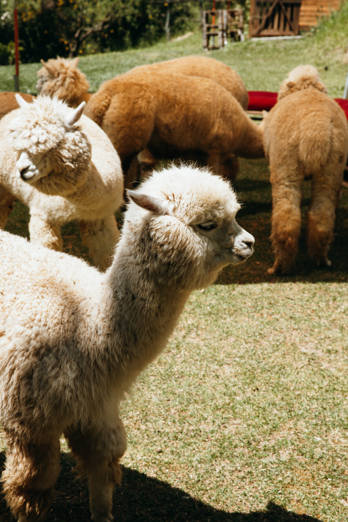 pique-nique avec des aplagas Alpaca Brado Mugello