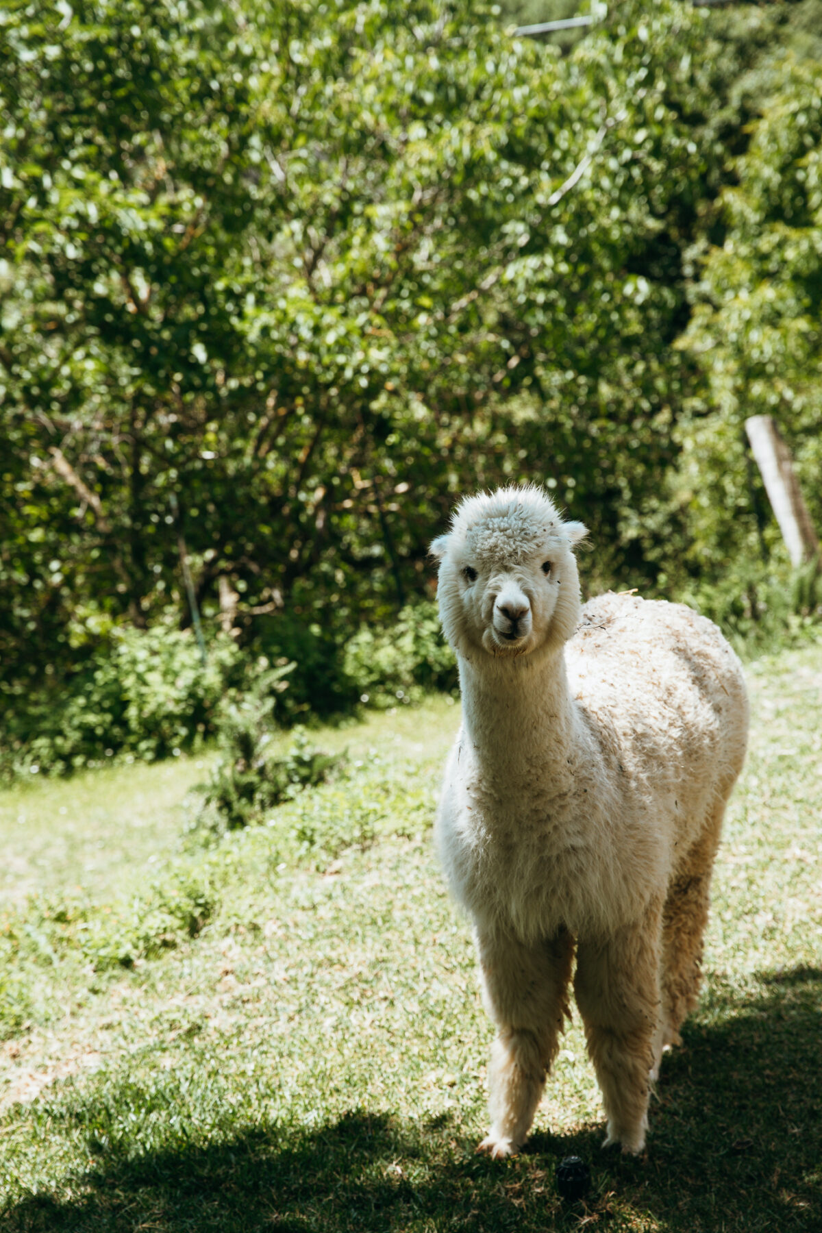 pique-nique avec des aplagas Alpaca Brado Mugello