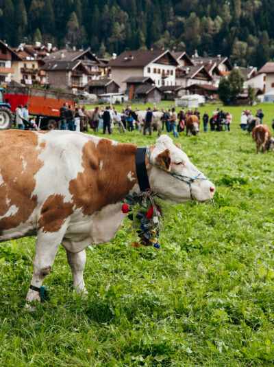 Les Dolomites en automne : la descente des alpages