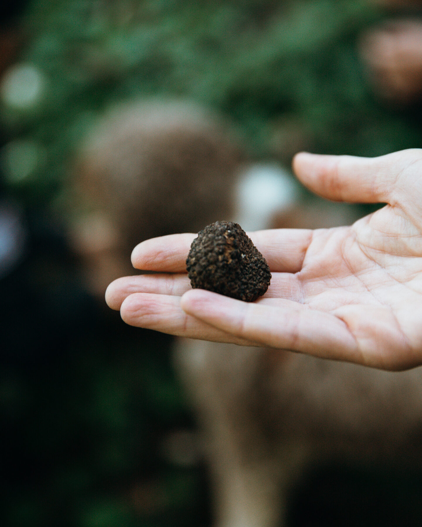 Visiter Monferrato chasse à la truffe