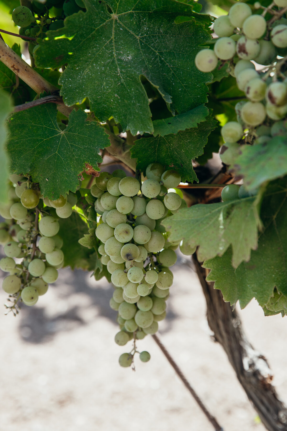 Marco de Bartoli Marsala