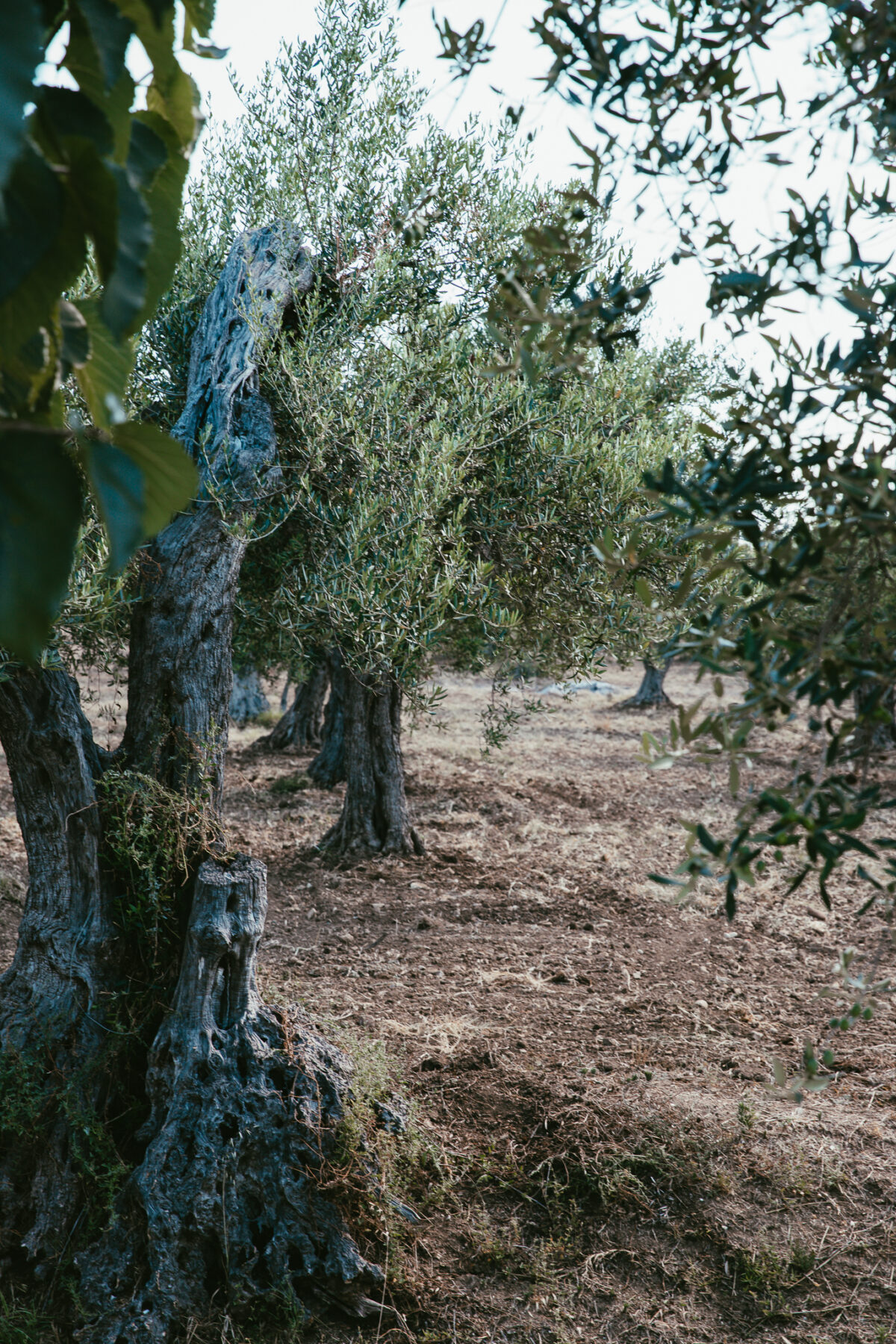 Tenuta Baglio Ingardia huile d'olive Sicile