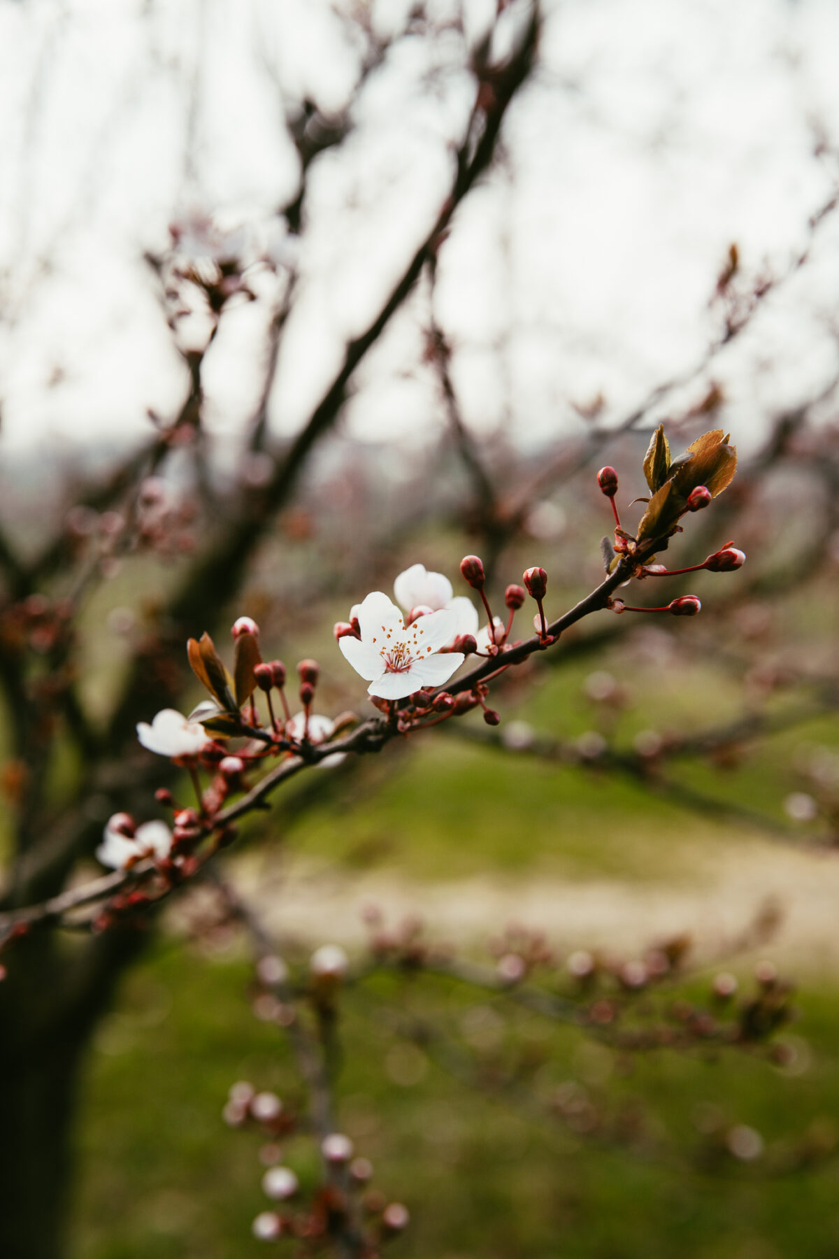 Trois jours en Émilie-Romagne Lambrusco