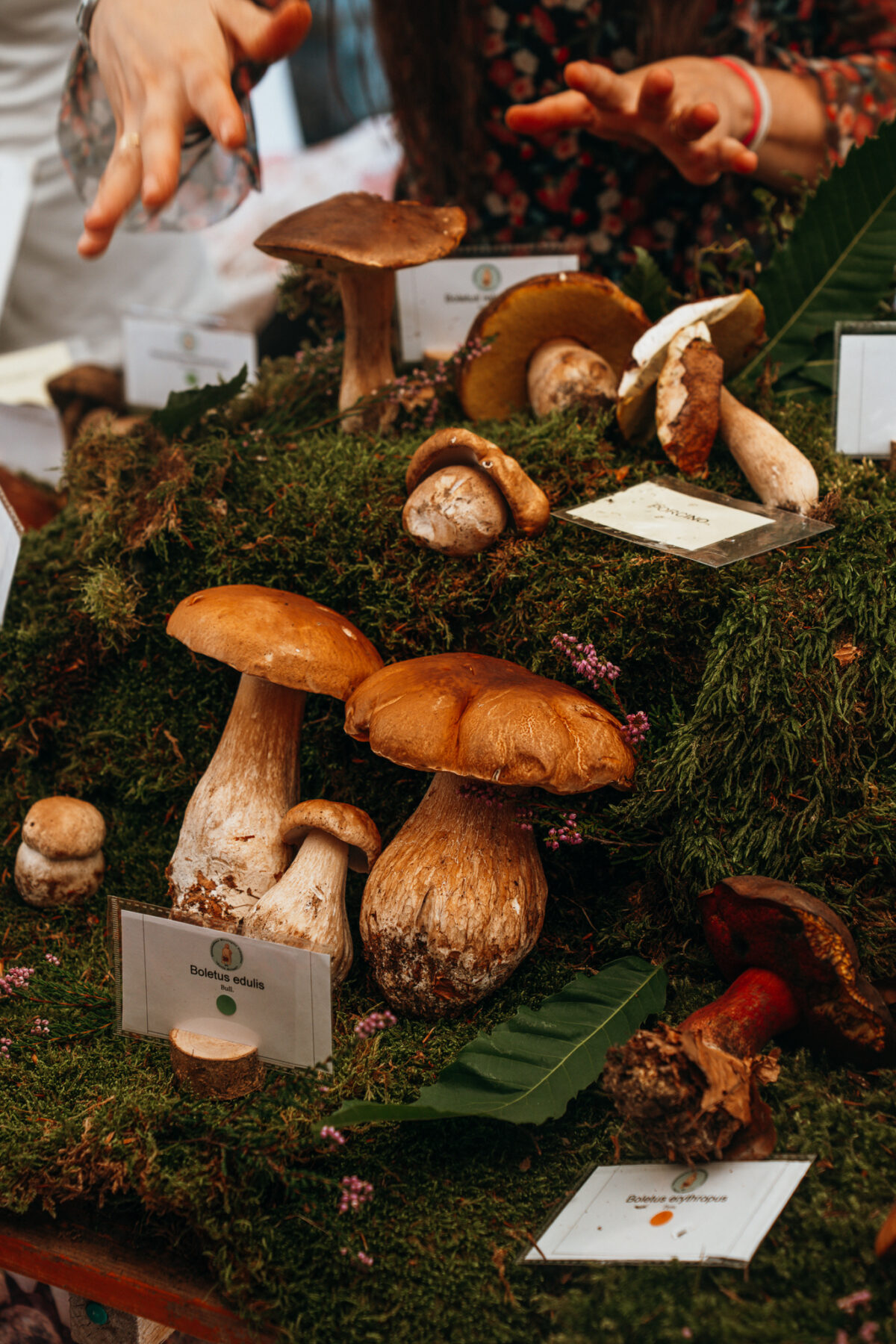 Fiera del Fungo di Borgotaro - cèpes de Borgotaro fête gastronomique